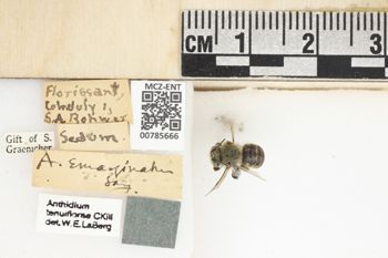 Media type: image;   Entomology 785666 Aspect: Labels